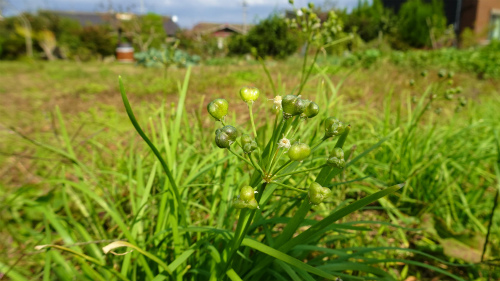 DSC00813.jpg