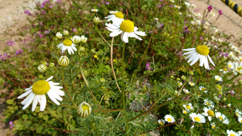 DSC02353.jpg