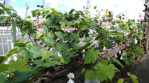 DSC03307-1.jpg