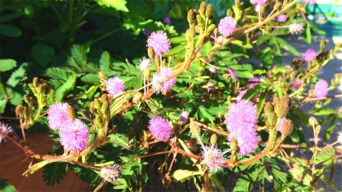 DSC05580.jpg