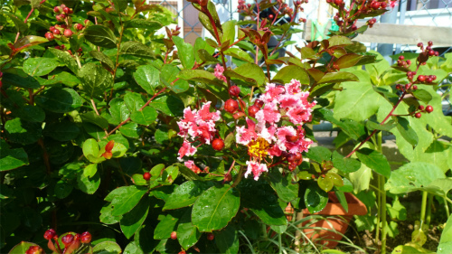 DSC06049.jpg