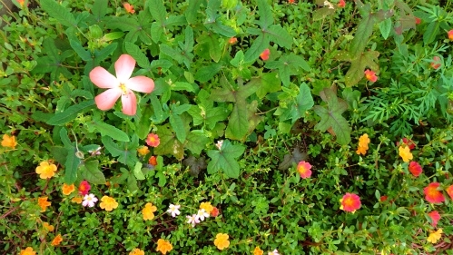 DSC07081.jpg