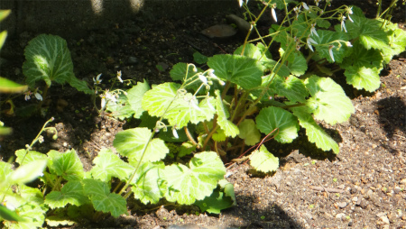 DSCF6052.jpg