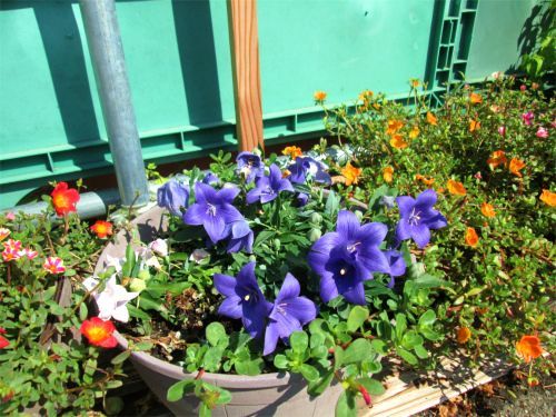 IMG_2831.jpg
