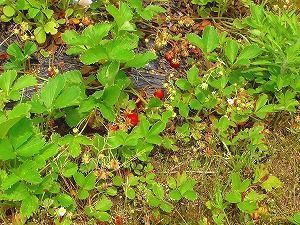M1460093-sb.jpg