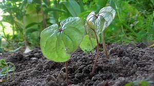 M1500010-sb.jpg