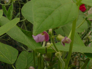 M1610003-sb.jpg